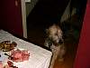 DogsWaitingForChristmasDinner2002.jpg