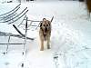 DuchessFirstSnowDec2002j.jpg